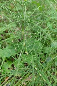 <i>Equisetum telmateia</i>