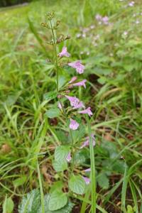 <i>Clinopodium nepeta subsp. sylvaticum</i>