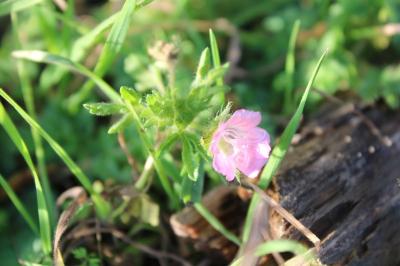 <i>Malva setigera</i>