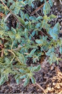 <i>Amaranthus blitoides</i>