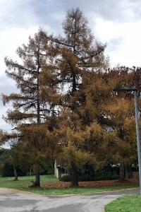 <i>Larix decidua</i>