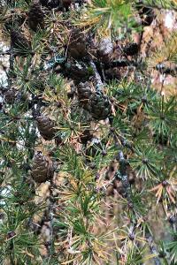 <i>Larix decidua</i>