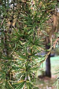 <i>Larix decidua</i>
