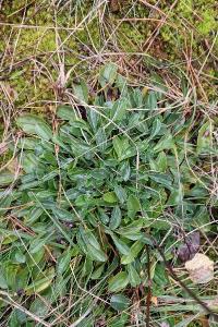 <i>Globularia bisnagarica</i>