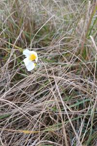 <i>Helianthemum apenninum</i>