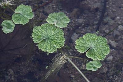 <i>Hydrocotyle ranunculoides</i>