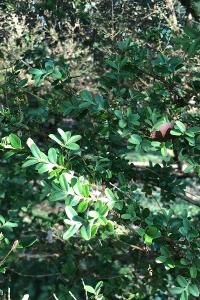 <i>Buxus sempervirens</i>