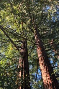 <i>Sequoia sempervirens</i>