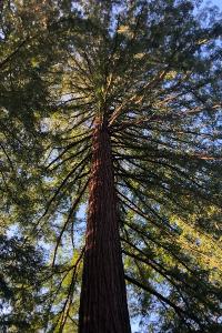 <i>Sequoia sempervirens</i>