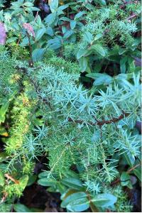 <i>Juniperus communis</i>