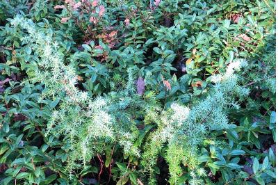 <i>Juniperus communis</i>