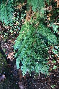 <i>Chamaecyparis lawsoniana</i>