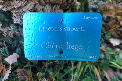 <i>Quercus suber</i>