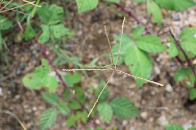 <i>Cynodon dactylon</i>