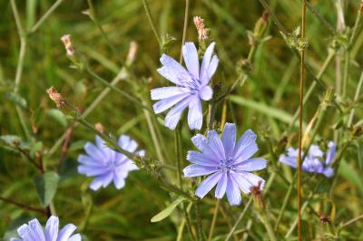 <i>Cichorium intybus</i>