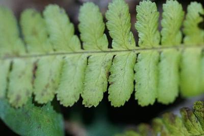 Dryopteris filix-mas