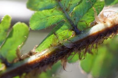 <i>Dryopteris affinis</i>