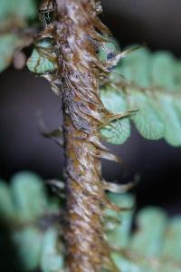 <i>Dryopteris affinis</i>