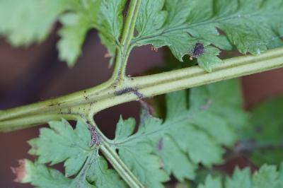 <i>Dryopteris dilatata</i>