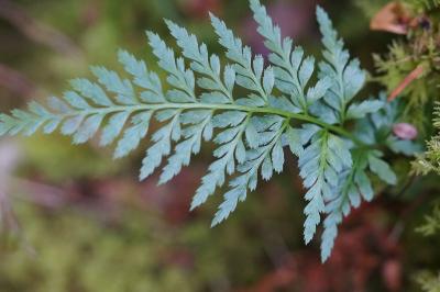 <i>Asplenium adiantum-nigrum</i>