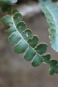 <i>Asplenium ceterach</i>