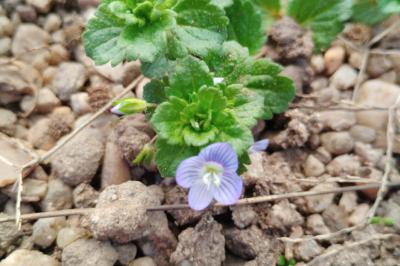 <i>Veronica persica</i>