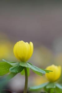 <i>Eranthis hyemalis</i>