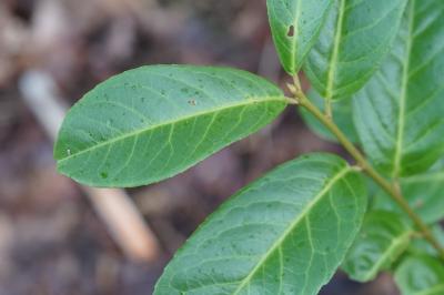 <i>Prunus laurocerasus</i>