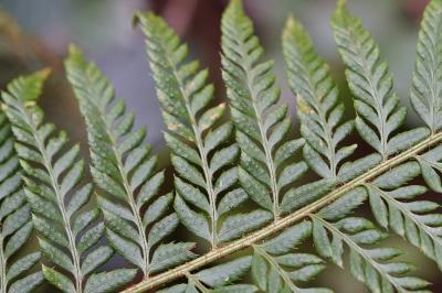 <i>Polystichum aculeatum</i>
