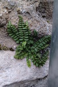 <i>Asplenium trichomanes subsp. pachyrachis</i>