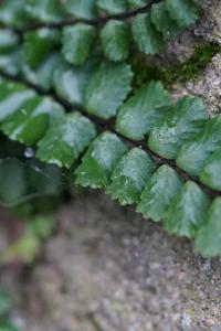 <i>Asplenium trichomanes subsp. pachyrachis</i>