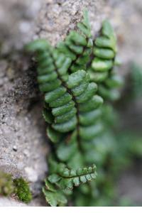 <i>Asplenium trichomanes subsp. pachyrachis</i>