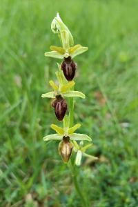 <i>Ophrys aranifera</i>