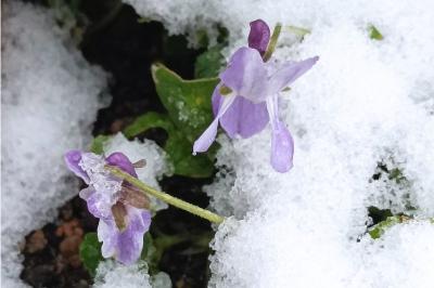 <i>Viola odorata</i>