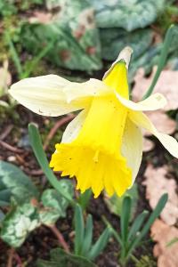 <i>Narcissus pseudonarcissus</i>