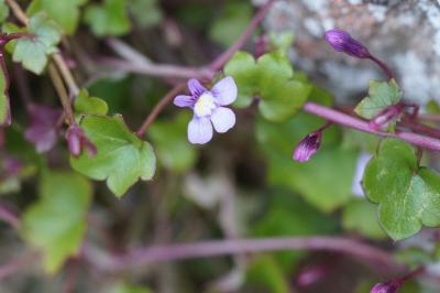<i>Cymbalaria muralis</i>