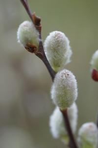 <i>Salix caprea</i>