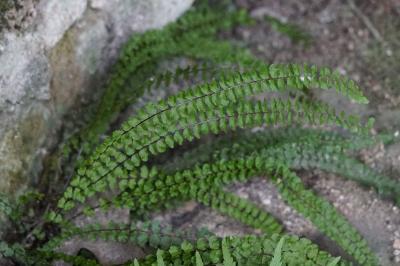 <i>Asplenium trichomanes</i>