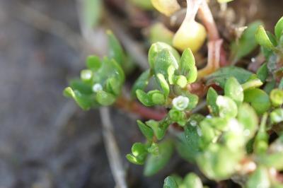 <i>Montia fontana subsp. minor</i>