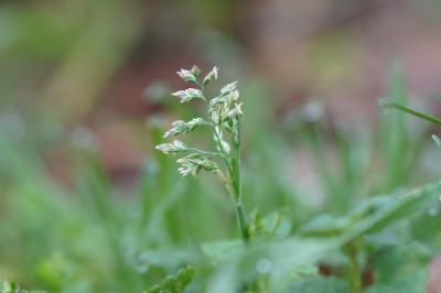 <i>Poa annua</i>