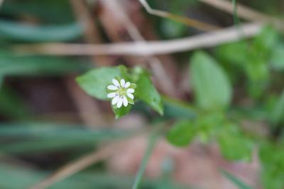 <i>Stellaria media</i>