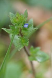 <i>Veronica arvensis</i>