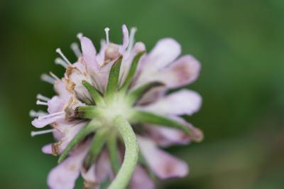 <i>Scabiosa columbaria</i>