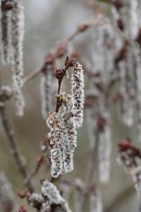 <i>Alnus glutinosa</i>