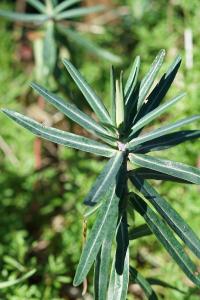 <i>Euphorbia lathyris</i>
