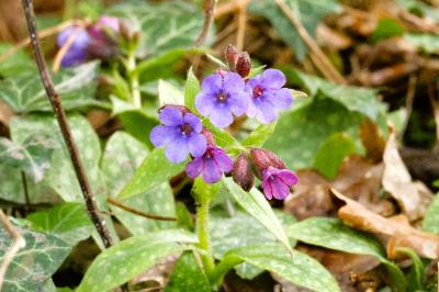 <i>Pulmonaria</i>