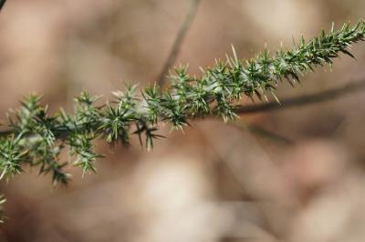<i>Ulex minor</i>
