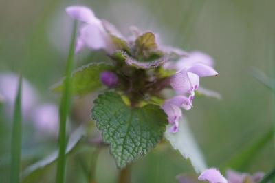 <i>Lamium purpureum</i>