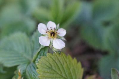 <i>Fragaria vesca</i>