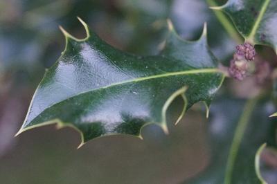 <i>Ilex aquifolium</i>